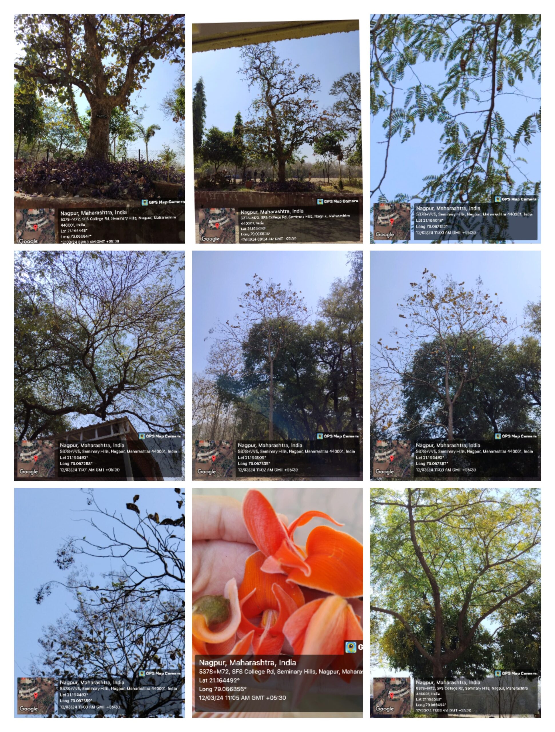 Natural Flora at Campus